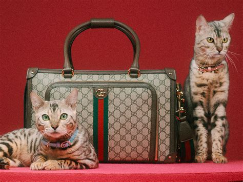 gucci per zwart|gucci pet accessories.